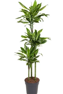 Dracaena Golden Coast - Drakenbloedboom