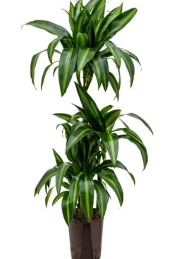 Dracaena hawaiian sunshine - Drakenbloedboom