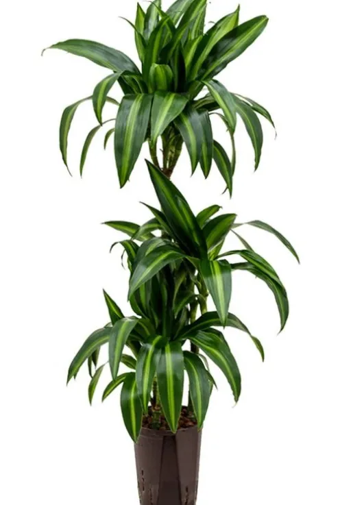 Dracaena hawaiian sunshine - Drakenbloedboom