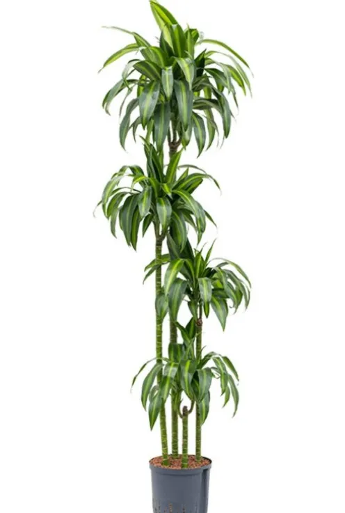 Dracaena hawaiian sunshine - Drakenbloedboom