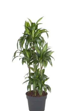 Dracaena Hawaiian Sunshine - Drakenbloedboom