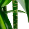 Dracaena Hawaiian Sunshine - Drakenbloedboom