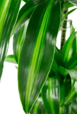 Dracaena Hawaiian Sunshine - Drakenbloedboom