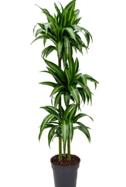 Dracaena Hawaiian Sunshine - Drakenbloedboom