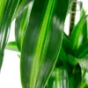 Dracaena Hawaiian Sunshine - Drakenbloedboom