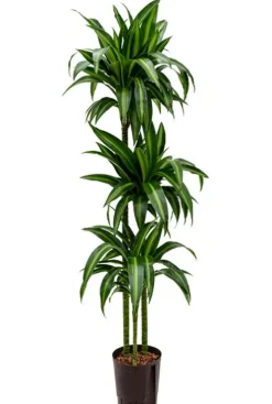 Dracaena hawaiian sunshine - Drakenbloedboom