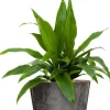 Dracaena hydroplant in pot