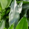 Dracaena janet craig - Drakenbloedboom