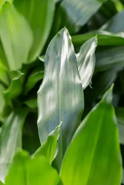 Dracaena janet craig - Drakenbloedboom