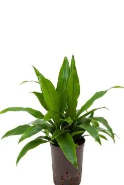 Dracaena janet craig - Drakenbloedboom
