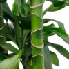 Dracaena janet craig - Drakenbloedboom