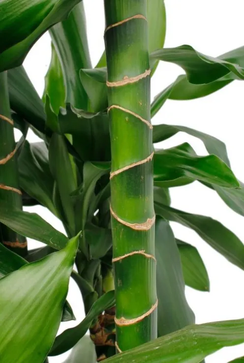 Dracaena janet craig - Drakenbloedboom