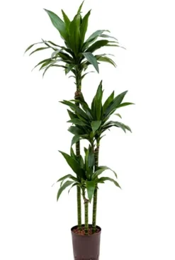 Dracaena janet craig - Drakenbloedboom
