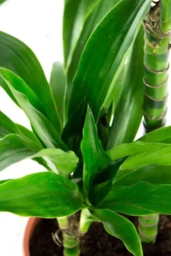 Dracaena Janet Craig - Drakenbloedboom