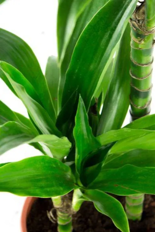 Dracaena Janet Craig - Drakenbloedboom