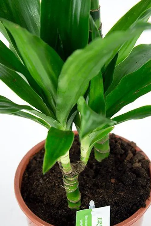 Dracaena Janet Craig - Drakenbloedboom
