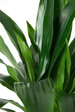 Dracaena Janet Craig - Drakenbloedboom