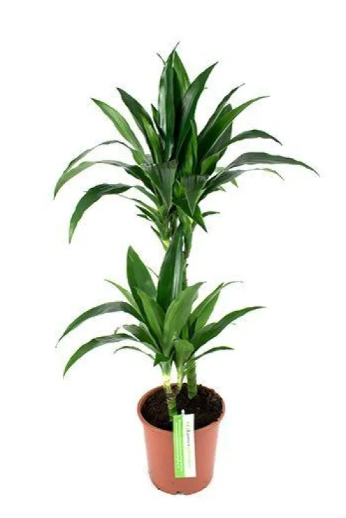 Dracaena Janet Craig - Drakenbloedboom