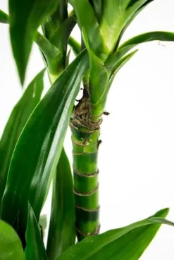Dracaena Janet Craig - Drakenbloedboom