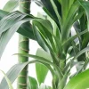 Dracaena Janet Craig - Drakenbloedboom