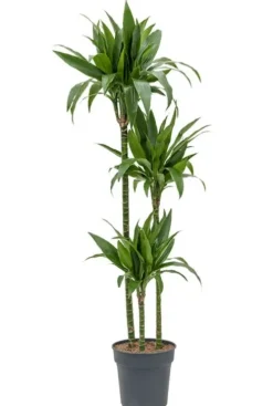 Dracaena Janet Craig - Drakenbloedboom