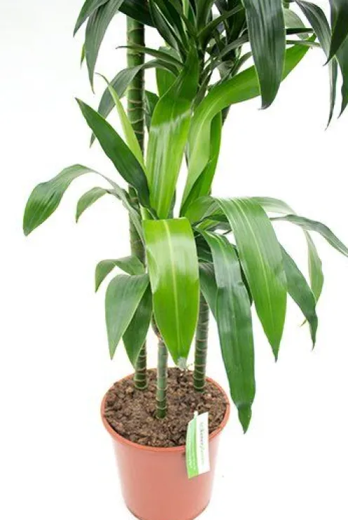 Dracaena Janet Craig - Drakenbloedboom