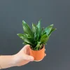 Dracaena Janet Craig - Stekje