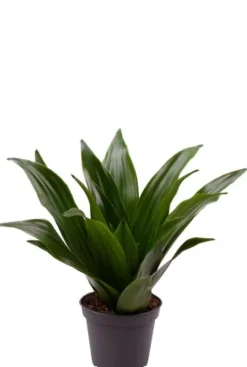 Dracaena Janet Craig - Stekje