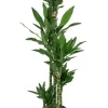 Dracaena janet lind - Drakenbloedboom