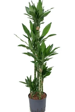 Dracaena janet lind - Drakenbloedboom