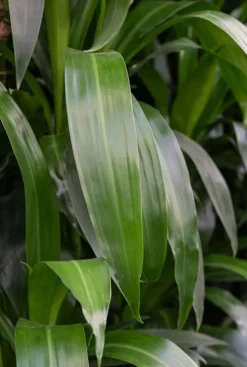 Dracaena janet lind - Drakenbloedboom