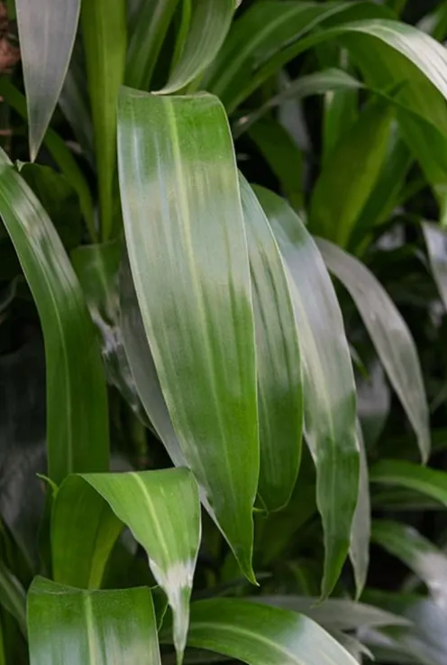 Dracaena janet lind - Drakenbloedboom