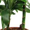 Dracaena Janet Lind - Drakenbloedboom