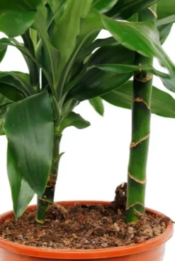 Dracaena Janet Lind - Drakenbloedboom