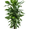 Dracaena Janet Lind - Drakenbloedboom