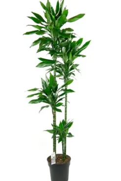 Dracaena Janet Lind - Drakenbloedboom
