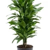 Dracaena Janet Lind - Drakenbloedboom