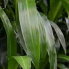 Dracaena janet lind - Drakenbloedboom