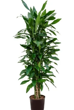 Dracaena janet lind - Drakenbloedboom