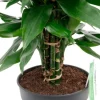 Dracaena Janet Lind - Drakenbloedboom