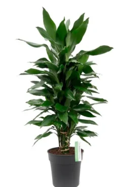 Dracaena Janet Lind - Drakenbloedboom