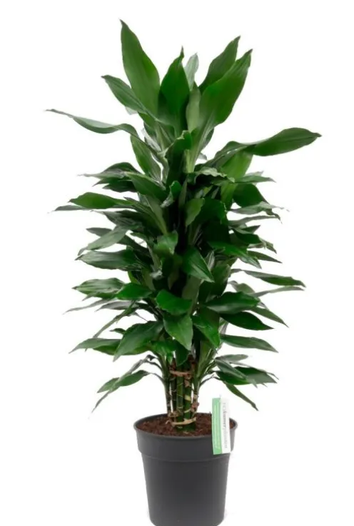 Dracaena Janet Lind - Drakenbloedboom