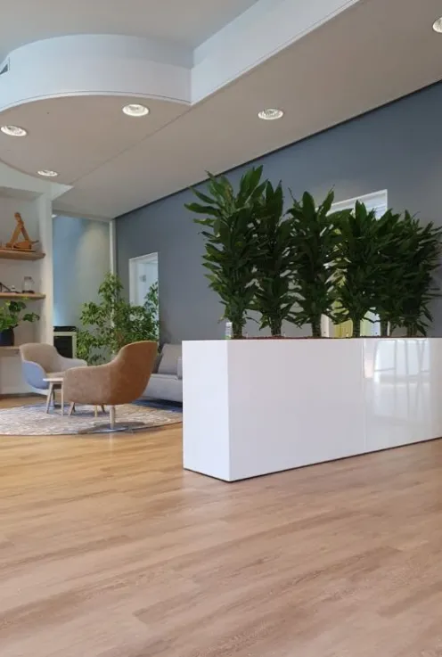 Dracaena Janet Lind - Drakenbloedboom