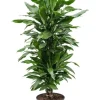 Dracaena Janet Lind - Drakenbloedboom