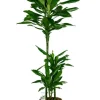 Dracaena Janet Lind - Drakenbloedboom