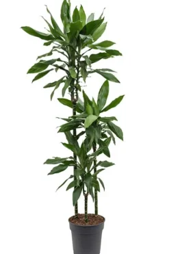 Dracaena Janet Lind - Drakenbloedboom