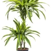 Dracaena lemon lime - Drakenbloedboom
