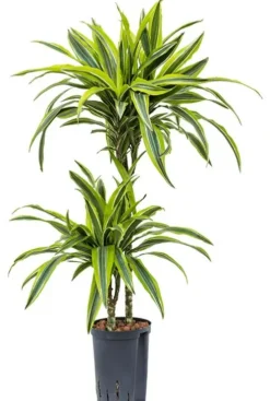 Dracaena lemon lime - Drakenbloedboom
