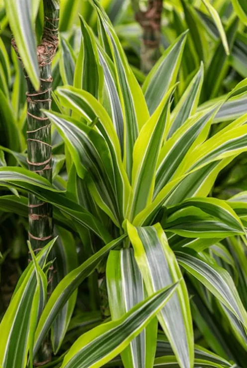 Dracaena lemon lime - Drakenbloedboom