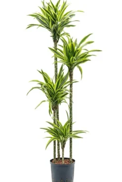 Dracaena lemon lime - Drakenbloedboom